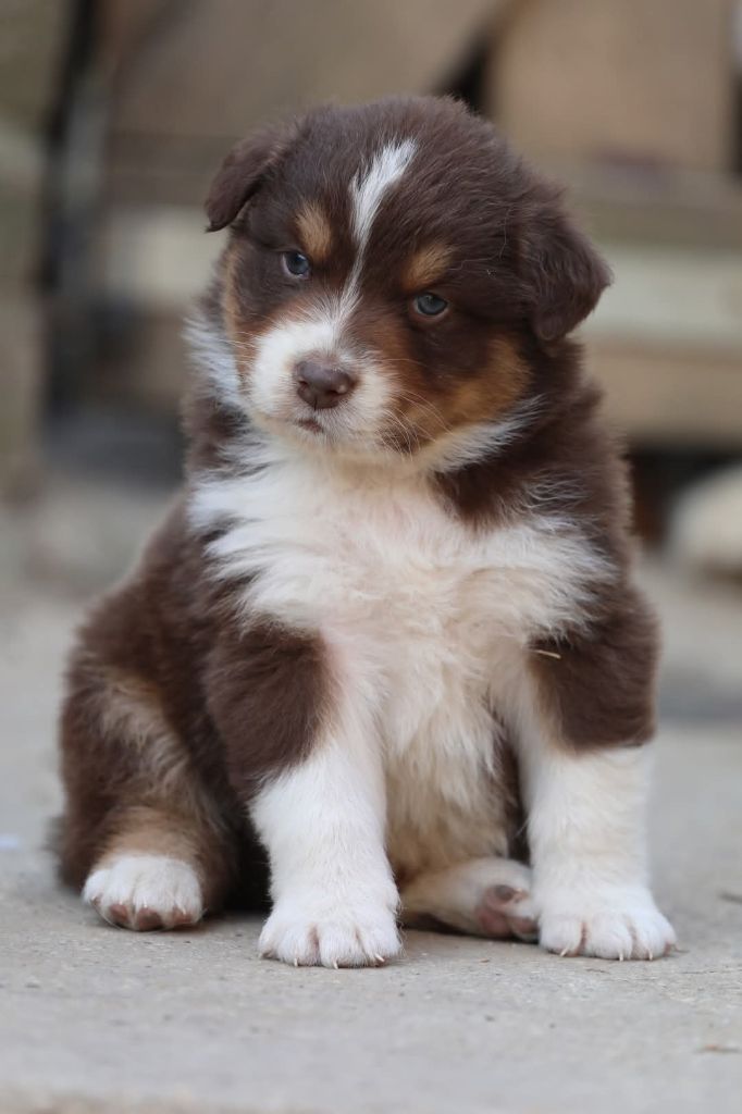 Of Jamandco - Chiots disponibles - Berger Australien