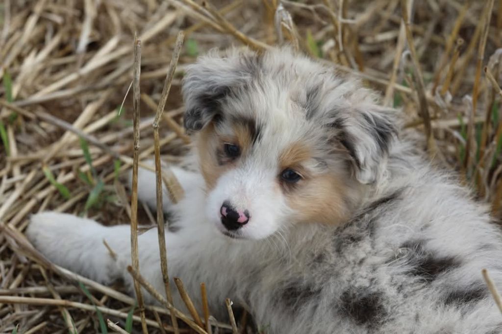 Of Jamandco - Chiots disponibles - Berger Australien