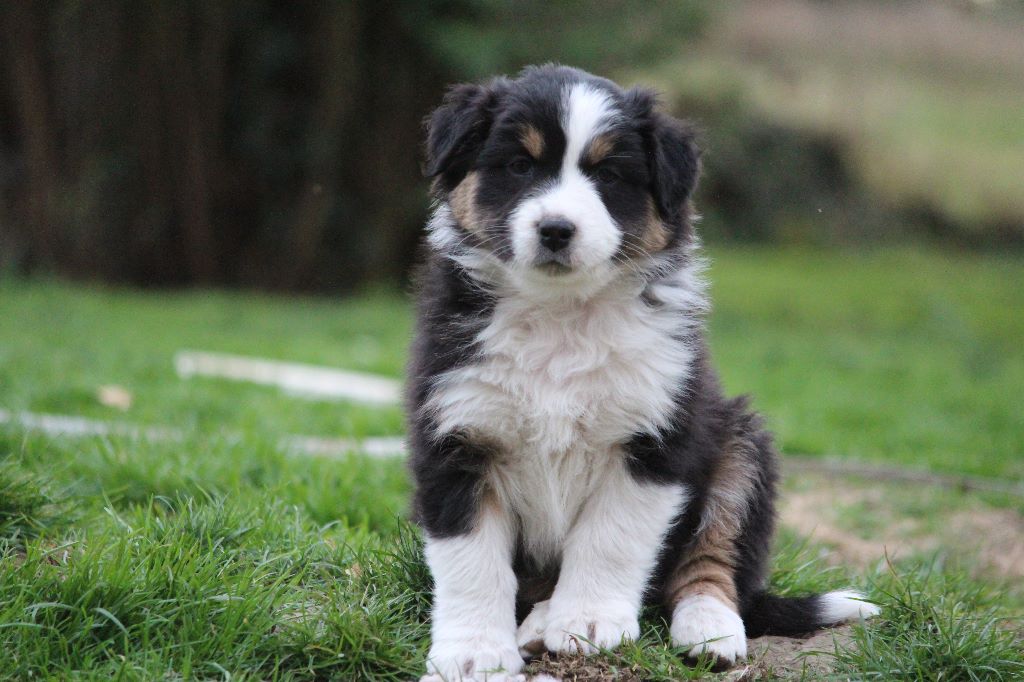 Of Jamandco - Berger Australien - Portée née le 07/02/2017