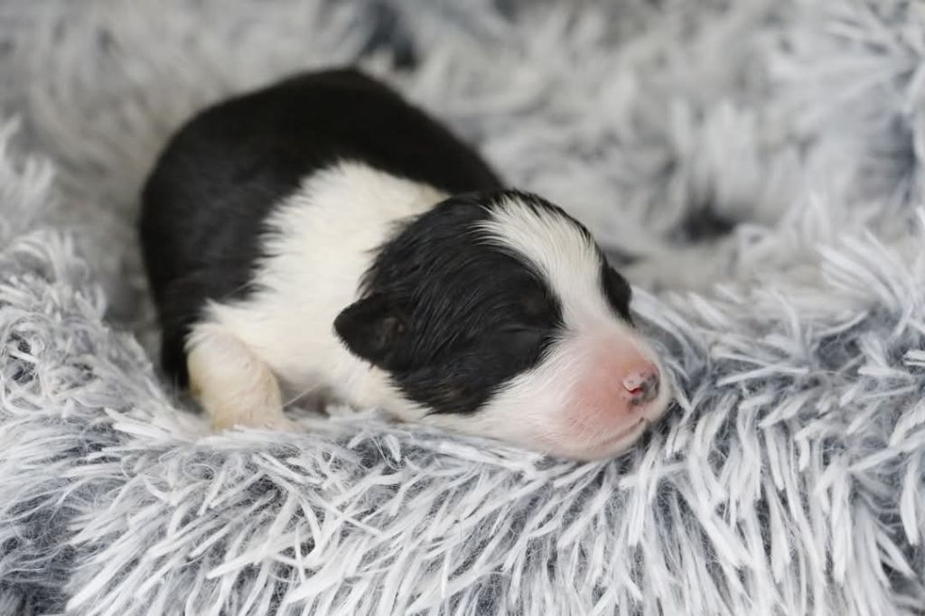 Of Jamandco - Chiots disponibles - Berger Australien