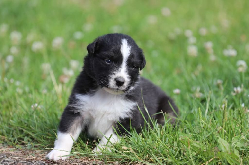 Of Jamandco - Chiots disponibles - Berger Australien