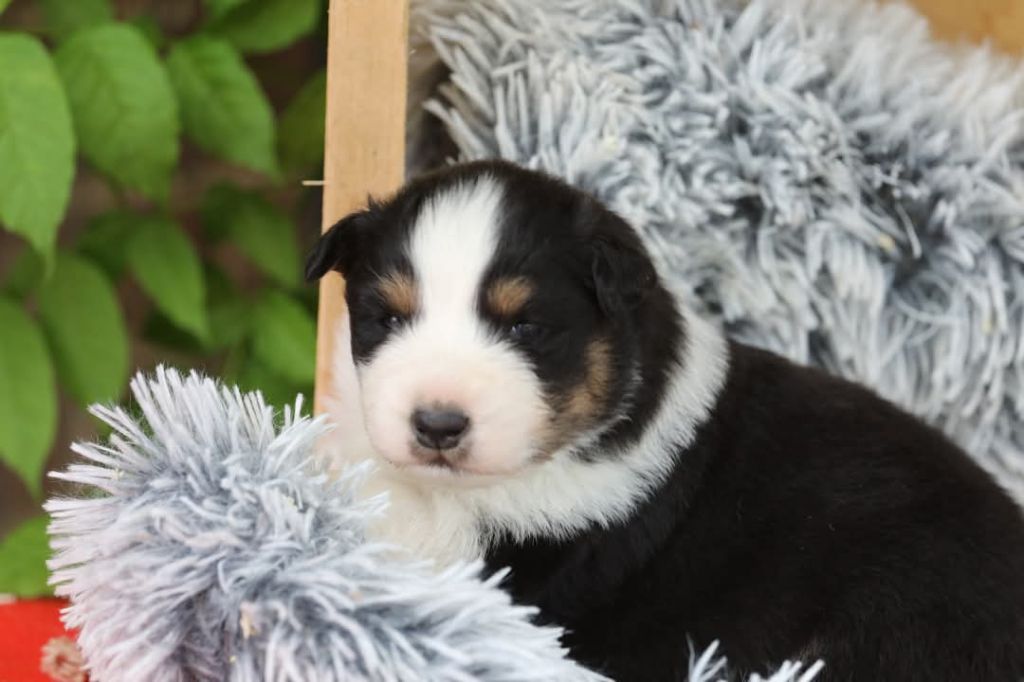 Of Jamandco - Chiots disponibles - Berger Australien