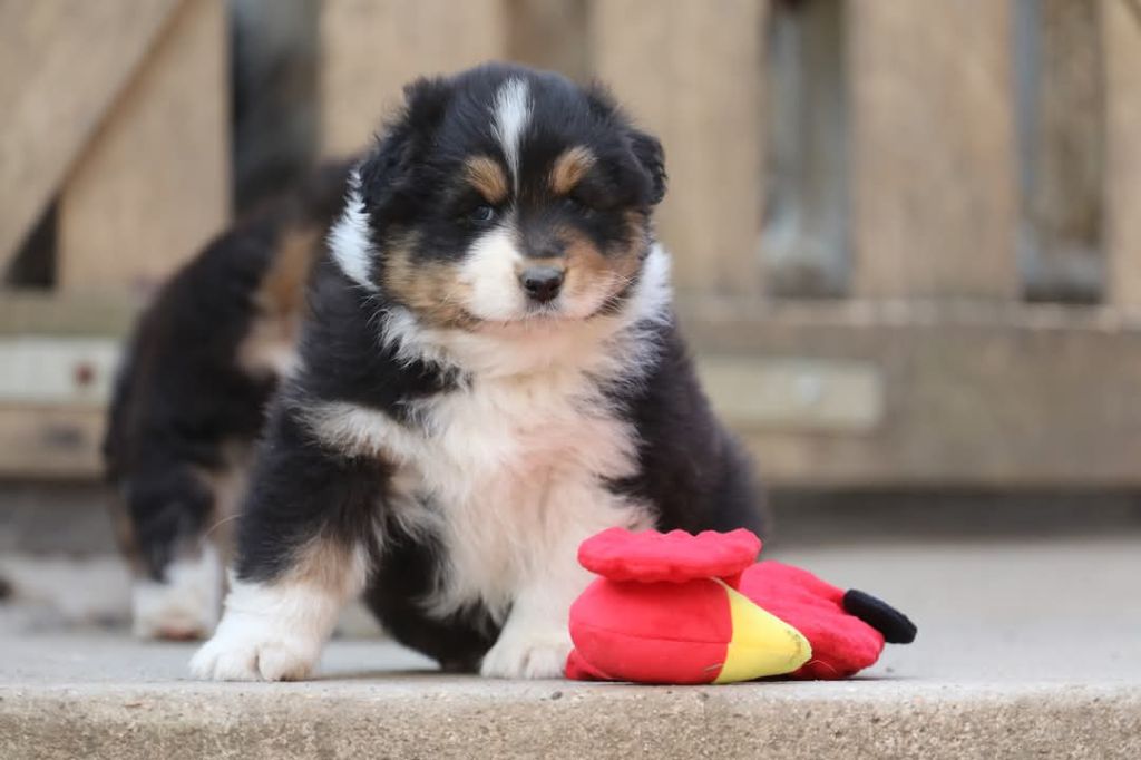 Of Jamandco - Chiots disponibles - Berger Australien