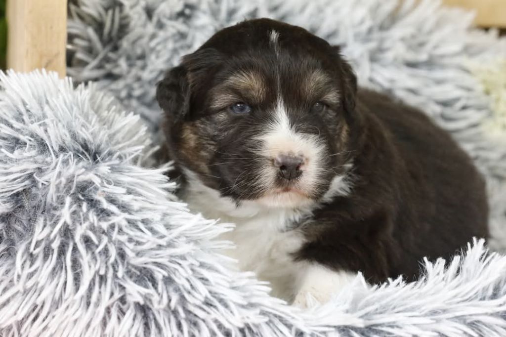 Of Jamandco - Chiots disponibles - Berger Australien