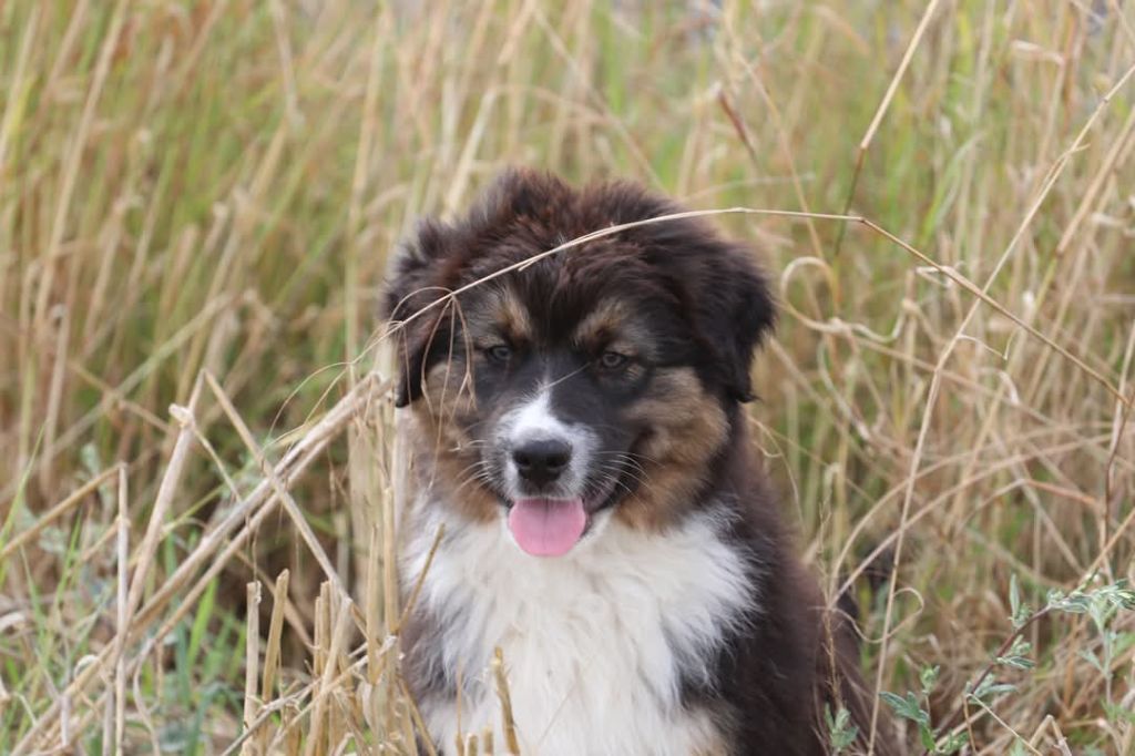 Of Jamandco - Chiots disponibles - Berger Australien