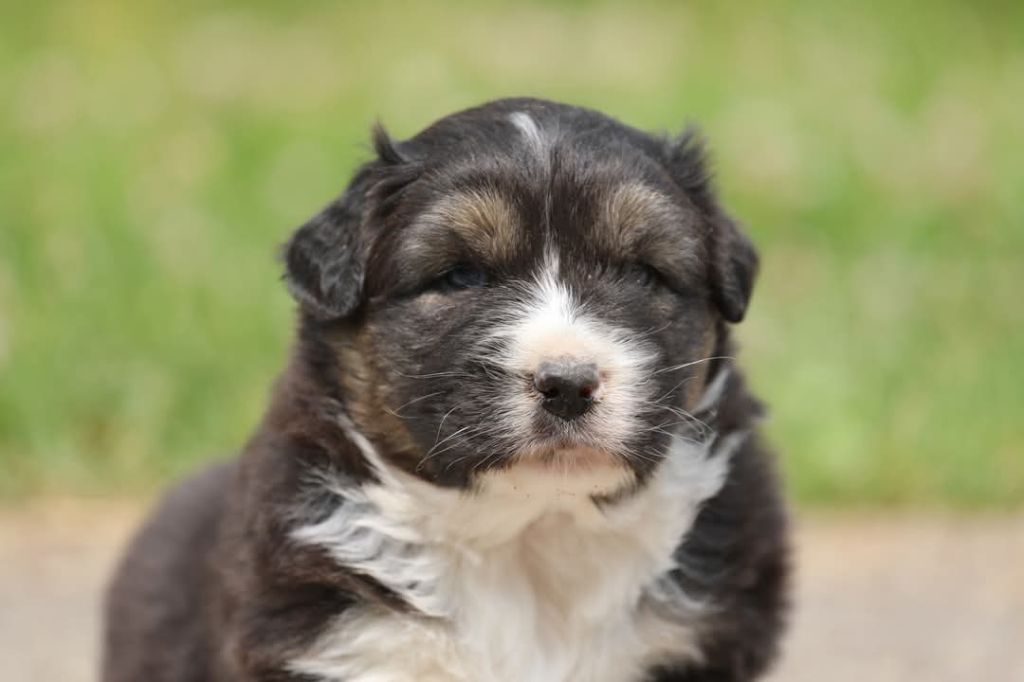 Of Jamandco - Chiots disponibles - Berger Australien