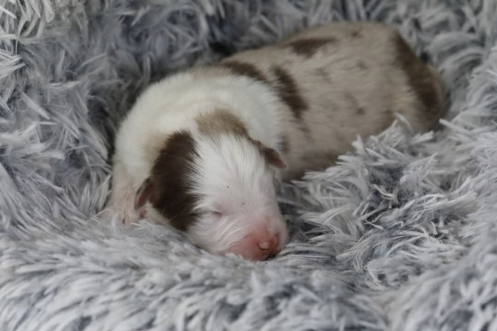 Of Jamandco - Chiots disponibles - Berger Australien