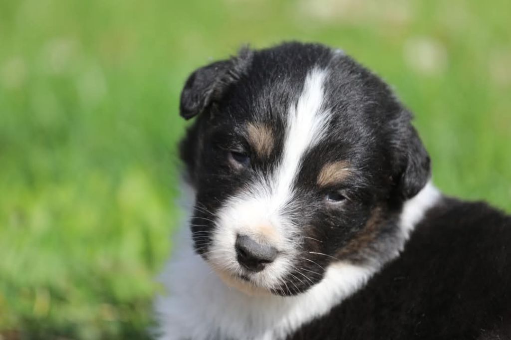 Of Jamandco - Chiots disponibles - Berger Australien