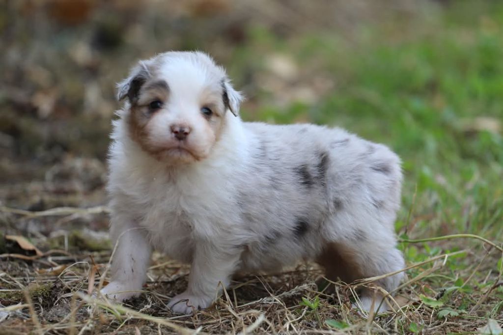 Of Jamandco - Chiots disponibles - Berger Australien