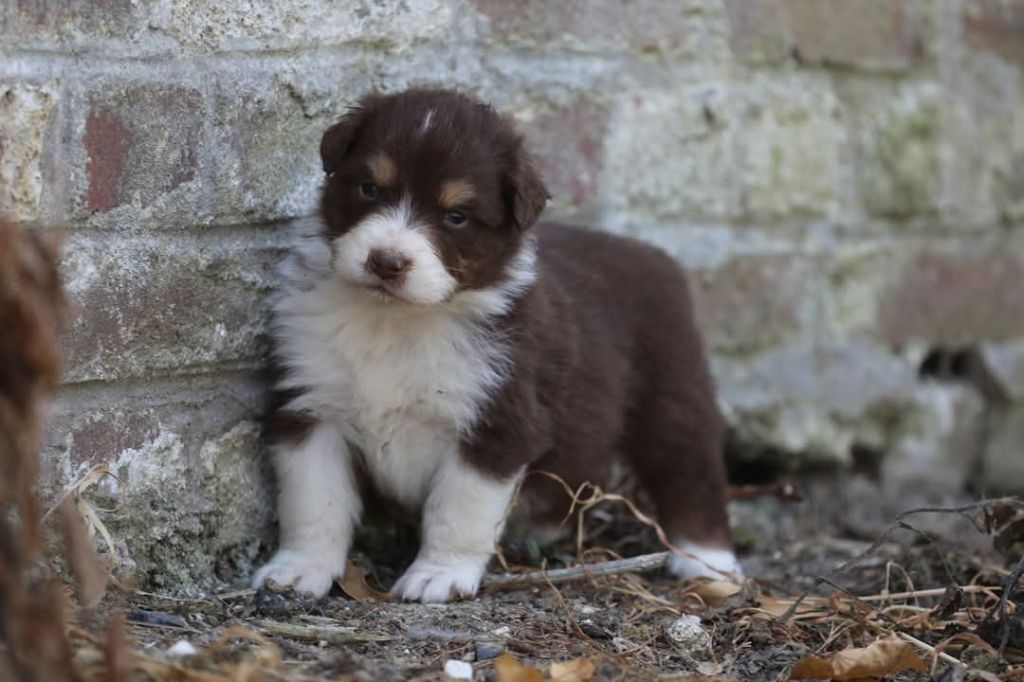 Of Jamandco - Chiots disponibles - Berger Australien