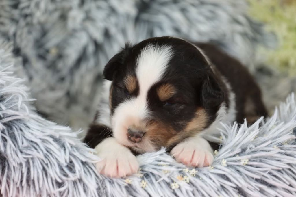 Of Jamandco - Chiots disponibles - Berger Australien