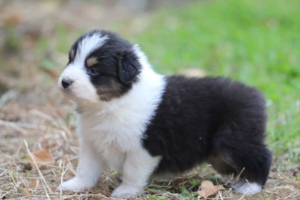 Of Jamandco - Chiots disponibles - Berger Australien