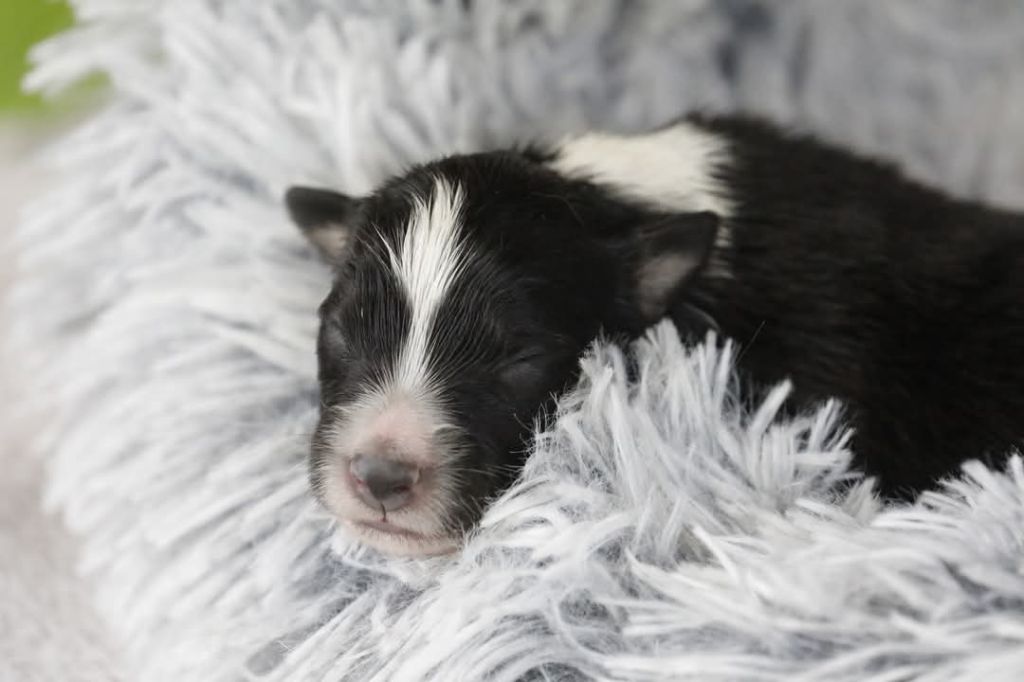 Of Jamandco - Chiots disponibles - Berger Australien