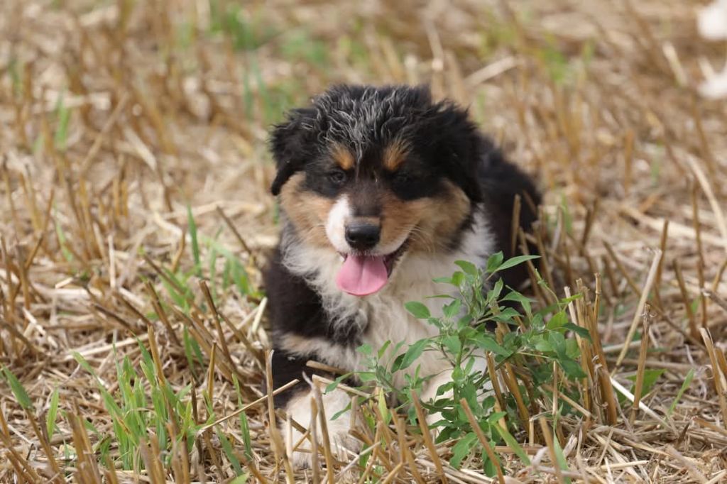 Of Jamandco - Chiots disponibles - Berger Australien