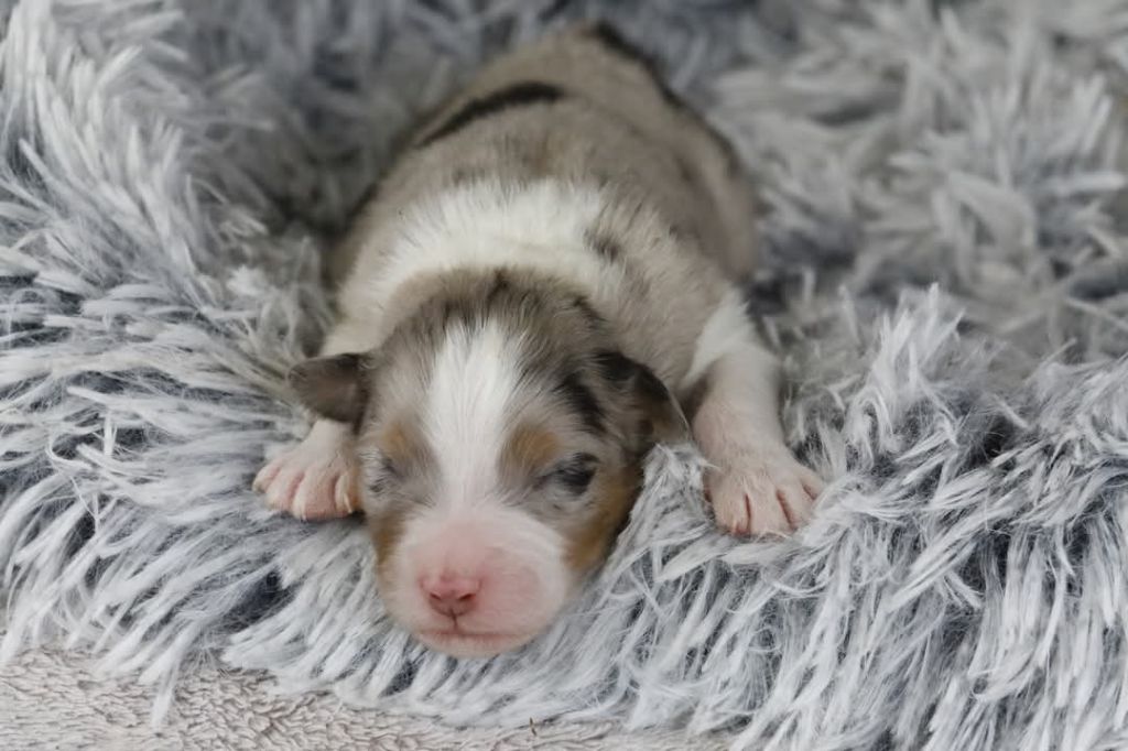 Of Jamandco - Chiots disponibles - Berger Australien
