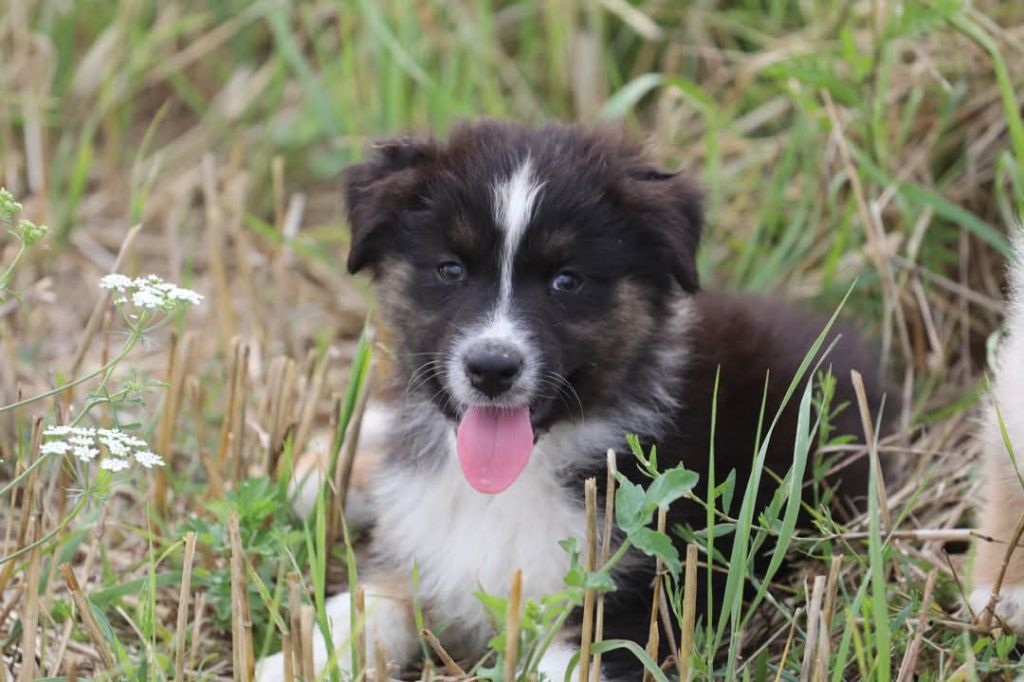 Of Jamandco - Chiots disponibles - Berger Australien