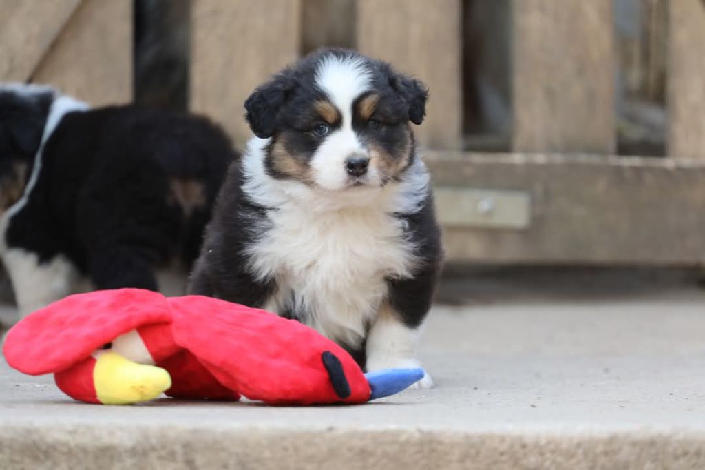 Of Jamandco - Chiots disponibles - Berger Australien