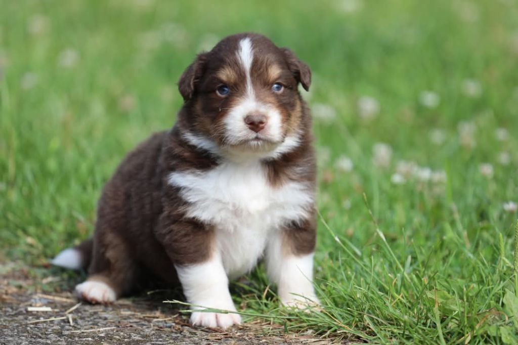 Of Jamandco - Chiots disponibles - Berger Australien