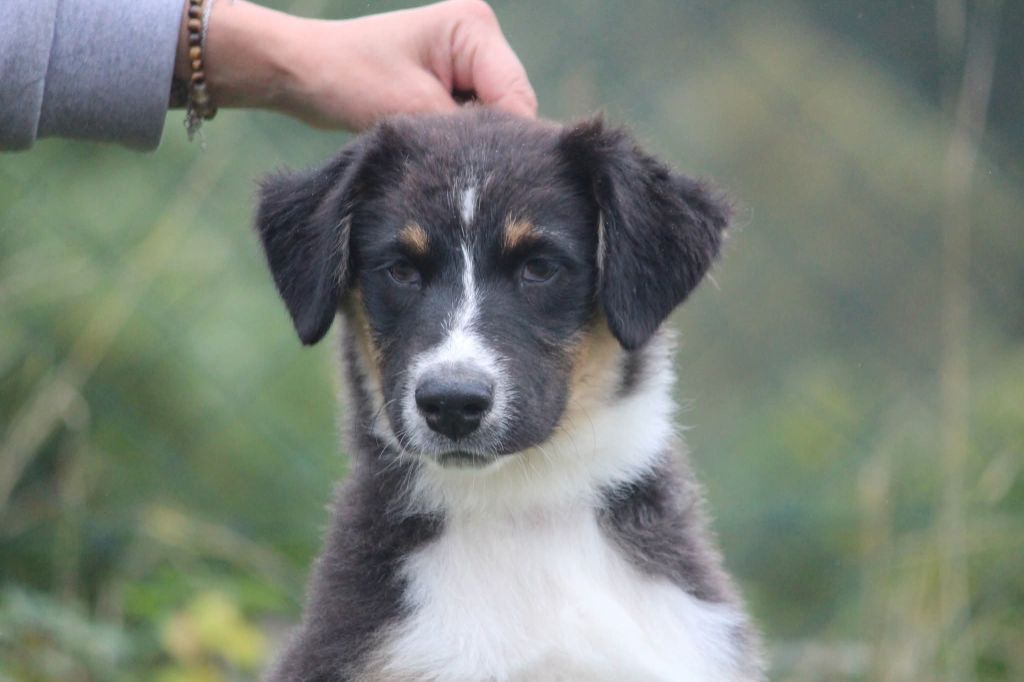 Of Jamandco - Chiots disponibles - Berger Australien