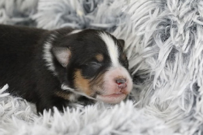 CHIOT 1