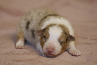 Chiot N°1