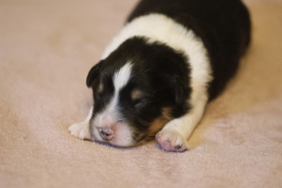 Chiot N°2