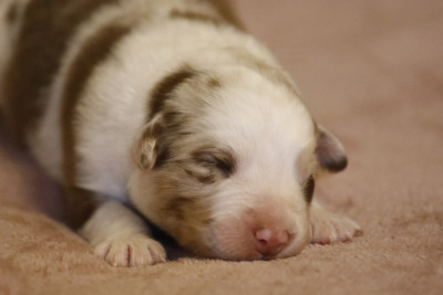 Chiot N°3