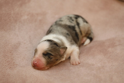 Chiot N°2