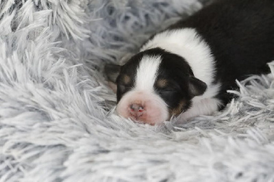 CHIOT 6