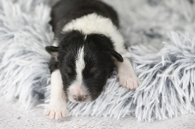 CHIOT 3