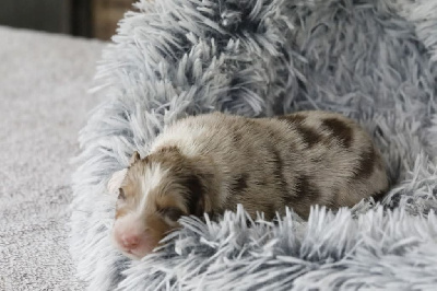 CHIOT 1