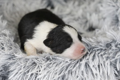 CHIOT 6