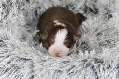 CHIOT 2