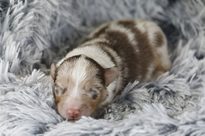 CHIOT 7