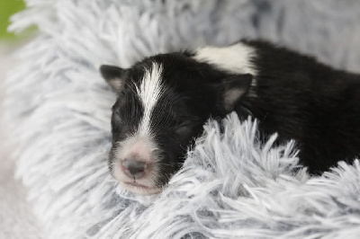 CHIOT 5