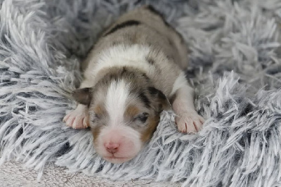 CHIOT 5