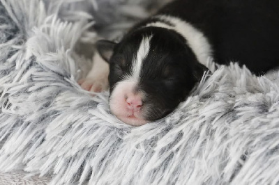 CHIOT 2
