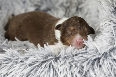 CHIOT 4