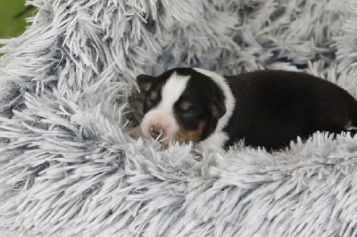 CHIOT 4