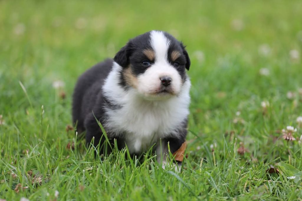 Of Jamandco - Chiots disponibles - Berger Australien