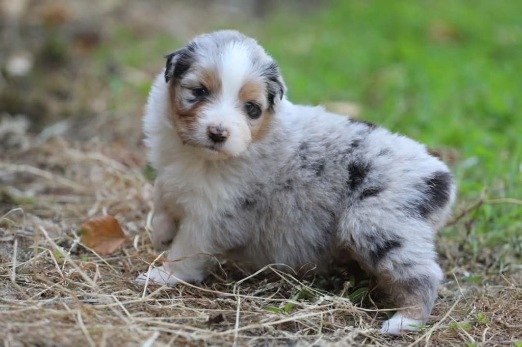 Of Jamandco - Chiots disponibles - Berger Australien