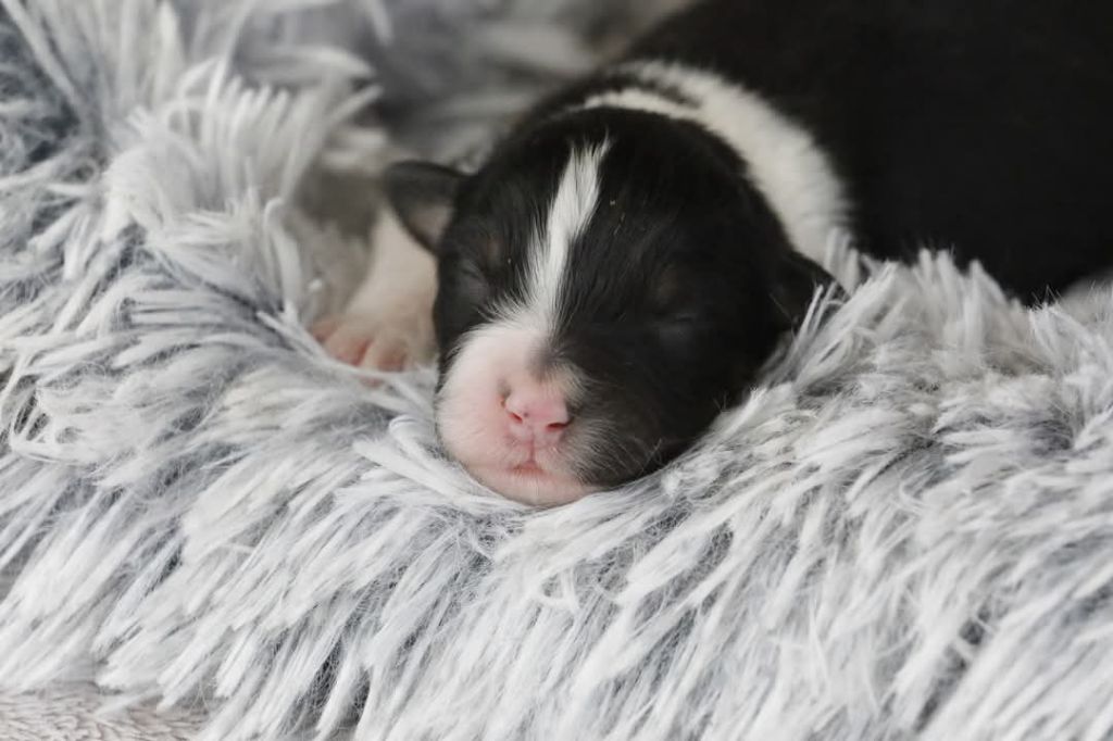 Of Jamandco - Chiots disponibles - Berger Australien