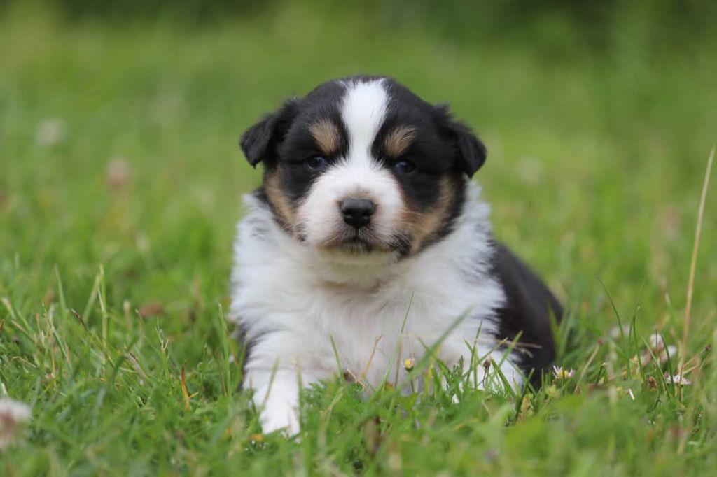 Of Jamandco - Chiots disponibles - Berger Australien
