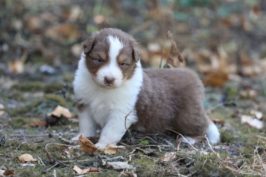 Of Jamandco - Chiots disponibles - Berger Australien