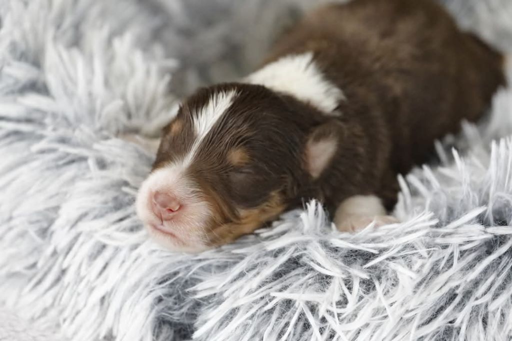 Of Jamandco - Chiots disponibles - Berger Australien