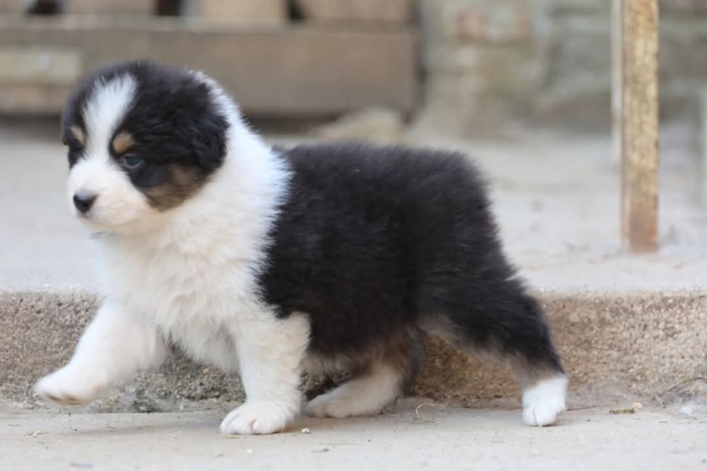 Of Jamandco - Chiots disponibles - Berger Australien