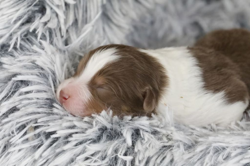 Of Jamandco - Chiots disponibles - Berger Australien