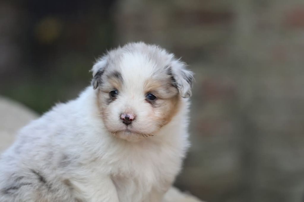 Of Jamandco - Chiots disponibles - Berger Australien