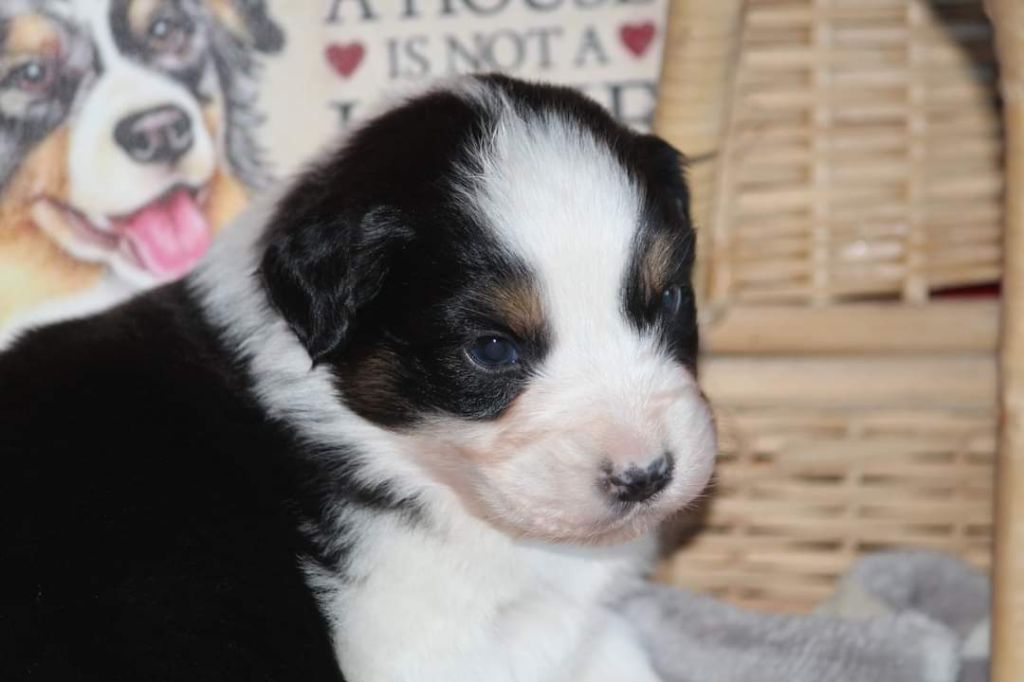 Of Jamandco - Berger Australien - Portée née le 03/01/2021