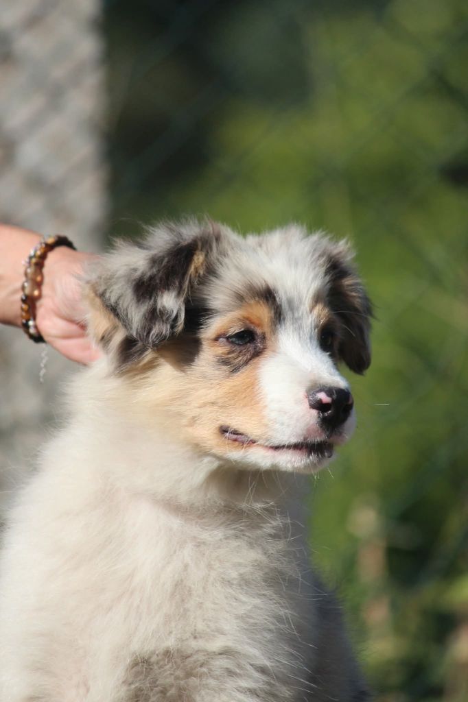 Of Jamandco - Chiots disponibles - Berger Australien